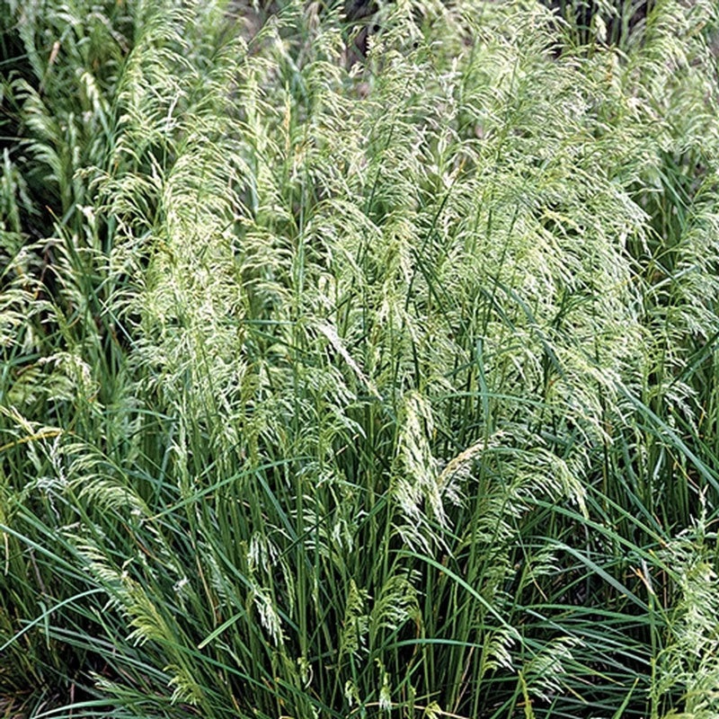 ‘Pixie Fountain’ Tufted Hair Grass (Deschampsia)