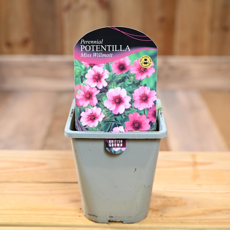 Potentilla Nepalensis Miss Wilmott 1L