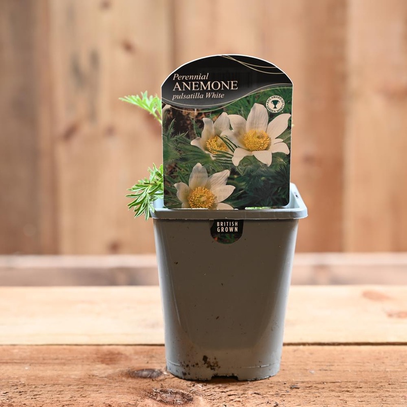 Pulsatilla Vulgaris White Swan 1L