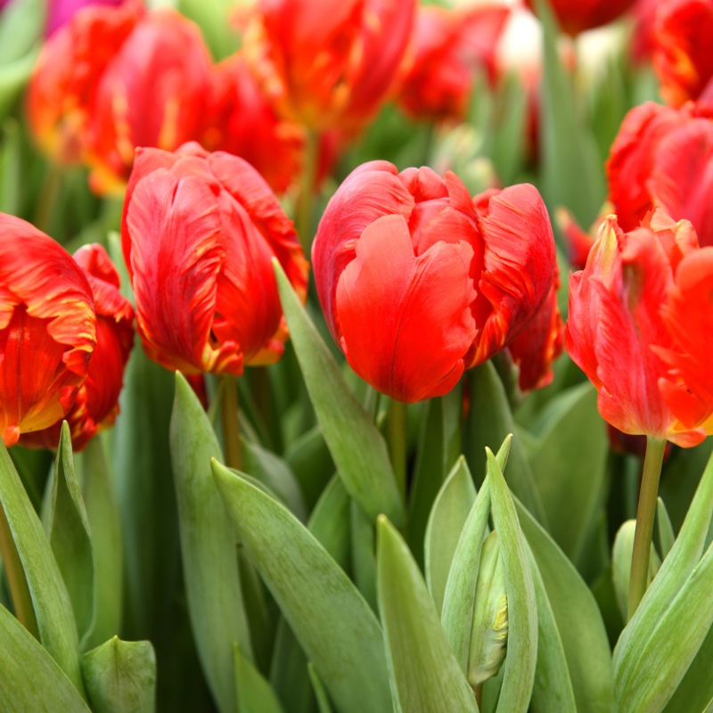 ‘Rococo Double’ Parrot Tulip|8 Bulb Pack