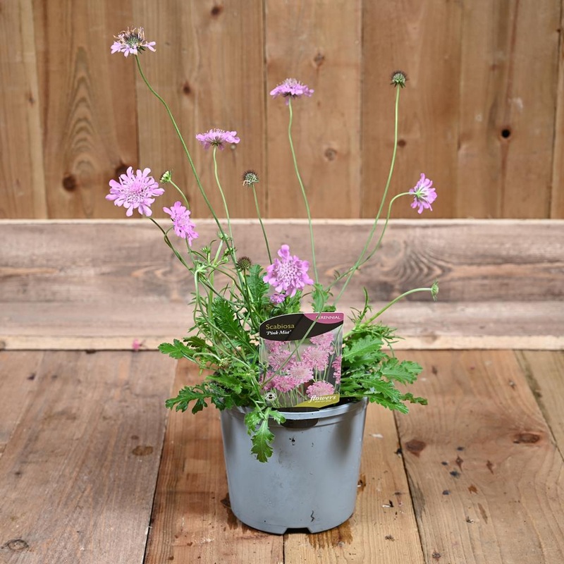 Scabious Pink Mist 3L