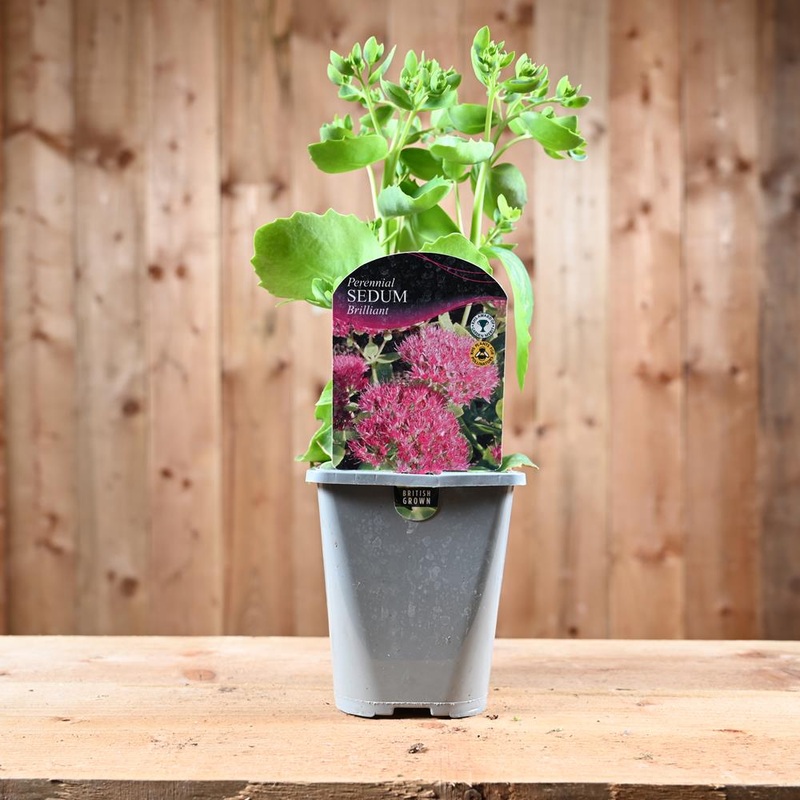 Sedum Spectabile Brilliant 1L