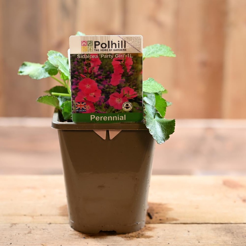 Sidalcea Party Girl 1L