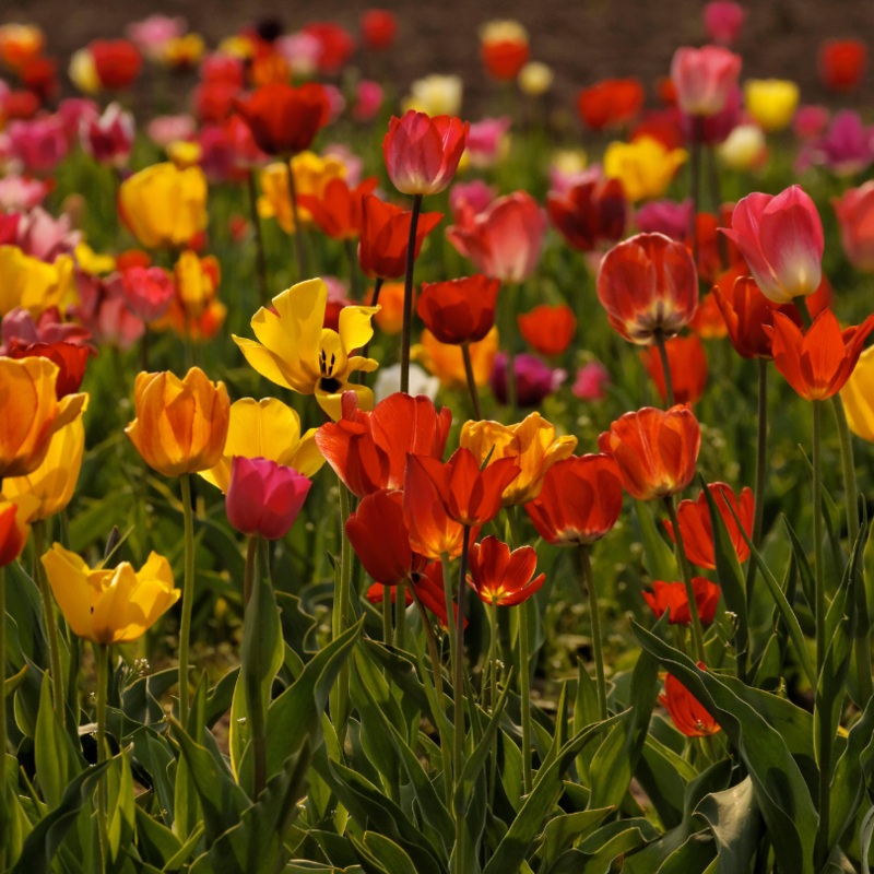 Spring Essentials Mix Tulip|12 Bulb Pack