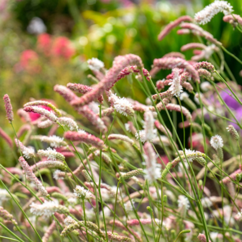 ‘Strawberry Frost’ Great Burnet (Sanguisorba)