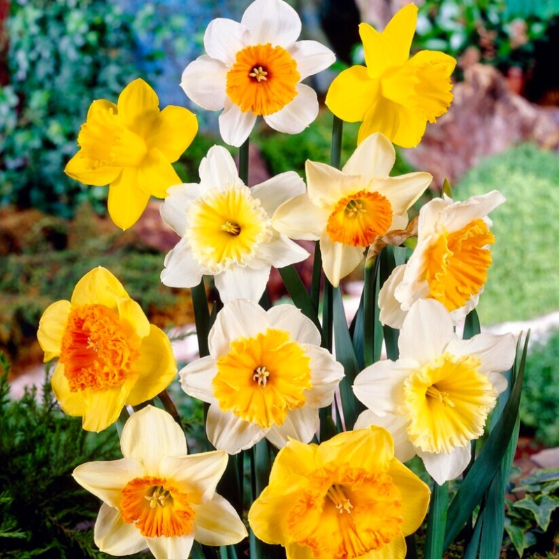 Sunshine Large Cupped Daffodil Mix (Narcissus)