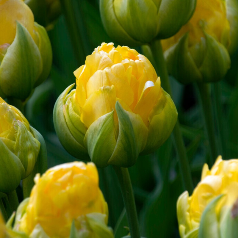 ‘Vanilla Coup’ Double Peony Tulip