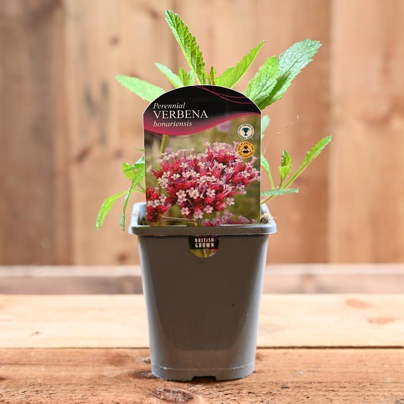 Verbena Bonariensis 1L