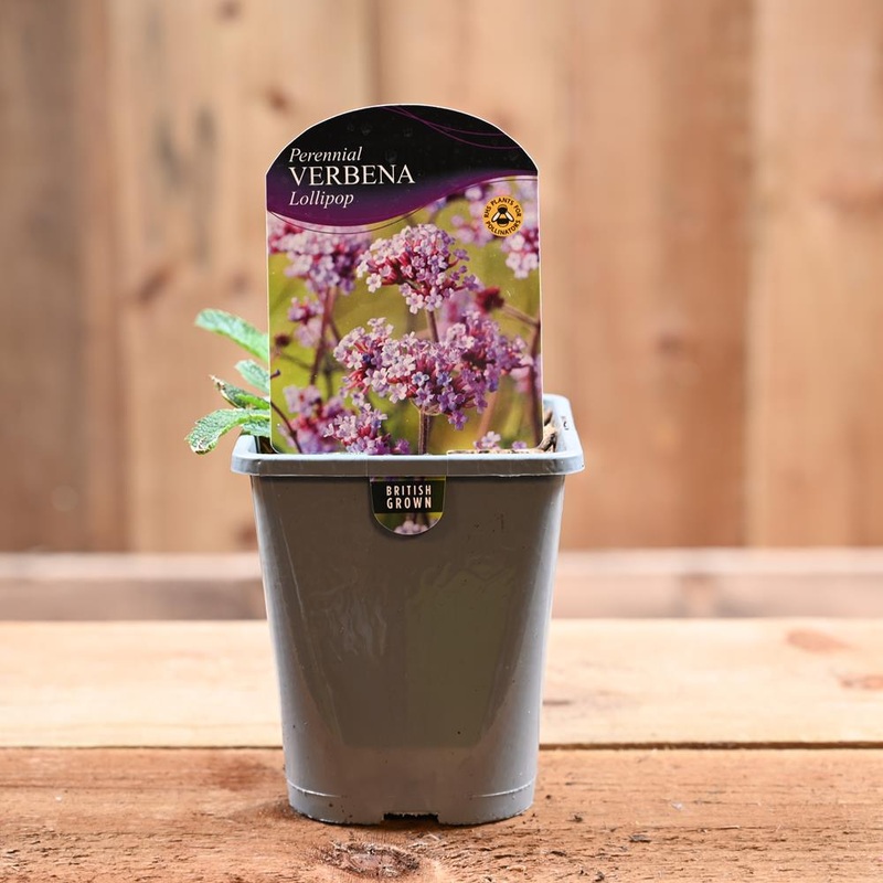 Verbena Bonariensis Lollipop 1L