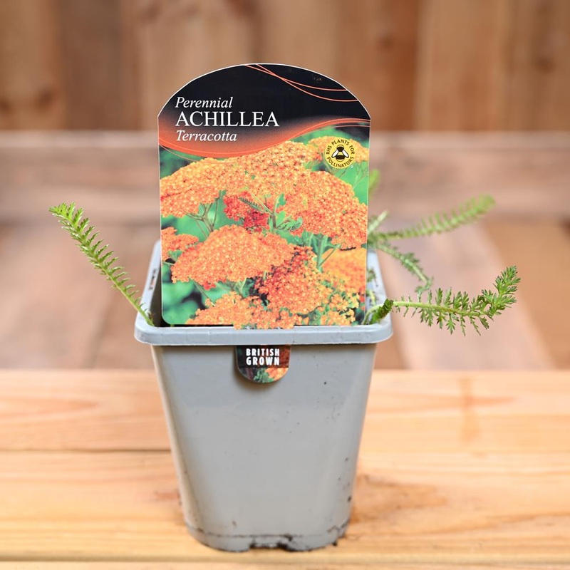 Achillea ‘Terracotta’ 1L