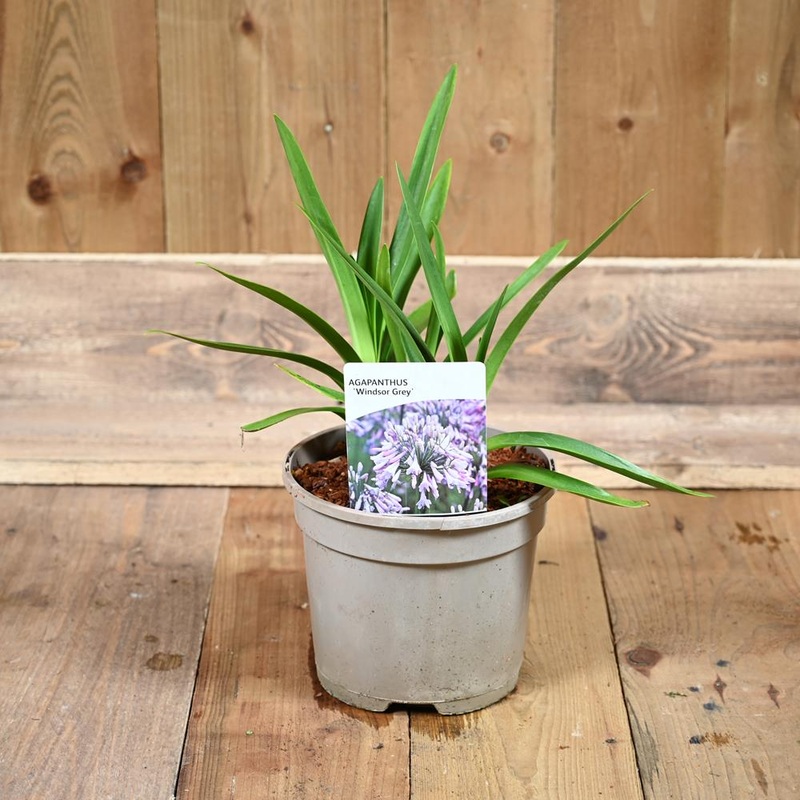 Agapanthus ‘Windsor Grey’ 3L