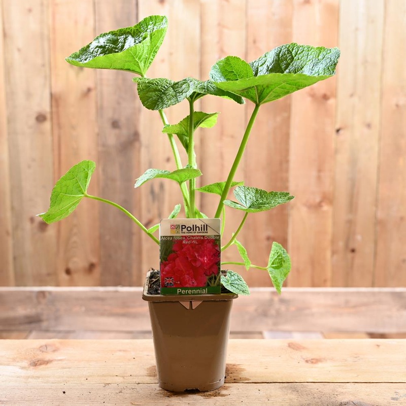 Alcea Rosea Chaters Double Red (Hollyhock) 1L
