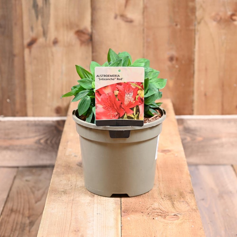 Alstroemeria Inticancha Red 3L