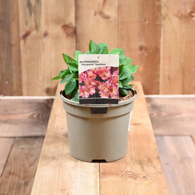 Alstroemeria Inticancha Sunshi 3L