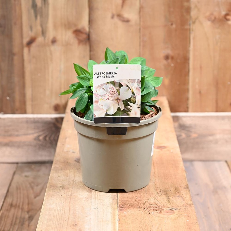 Alstroemeria White Magic 3L