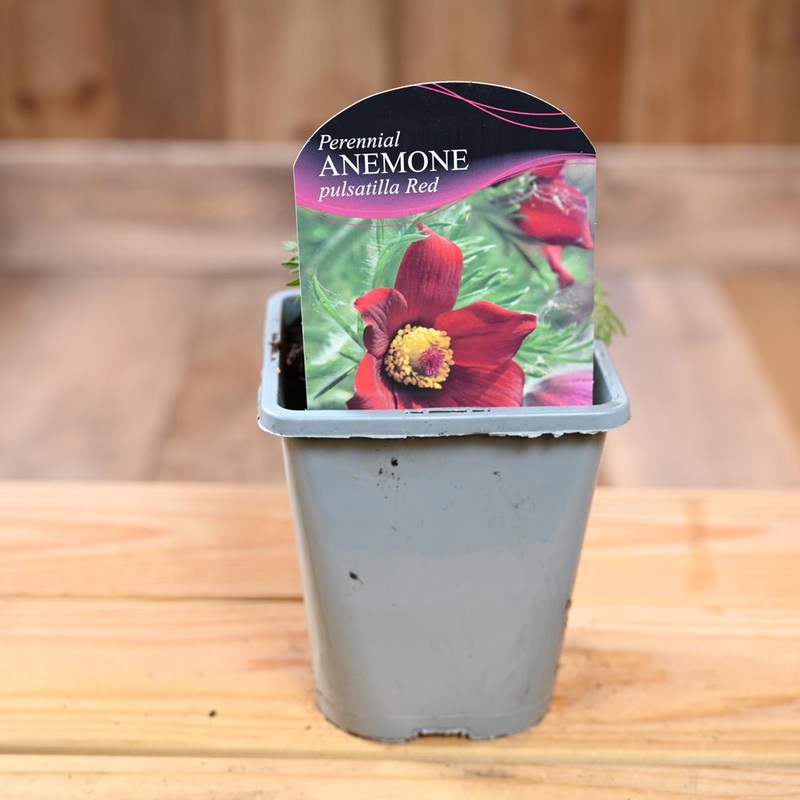 Anemone Pulsatilla Red 1L