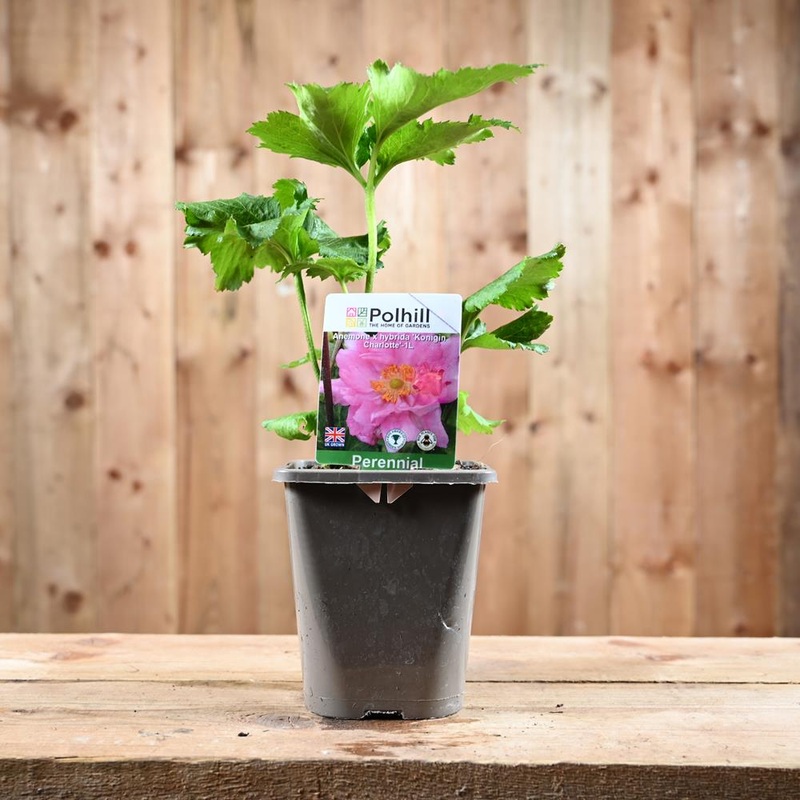 Anemone X Hybrida Konigin Charlotte 1L