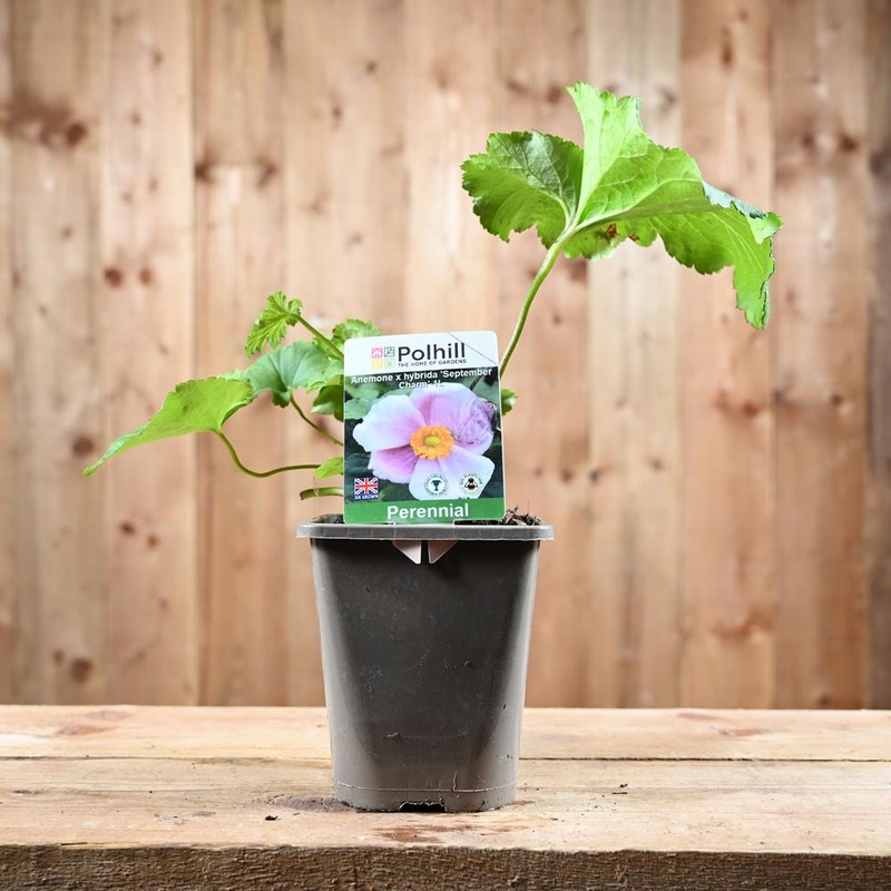 Anemone X Hybrida September Charm 1L