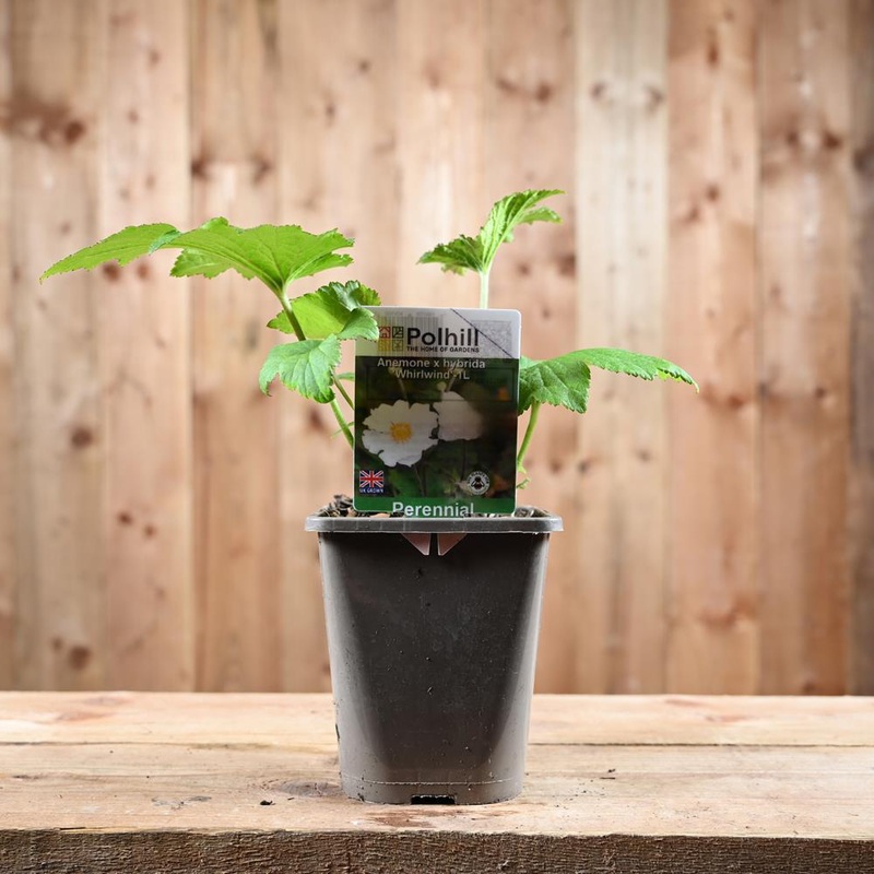 Anemone X Hybrida Whirlwind 1L