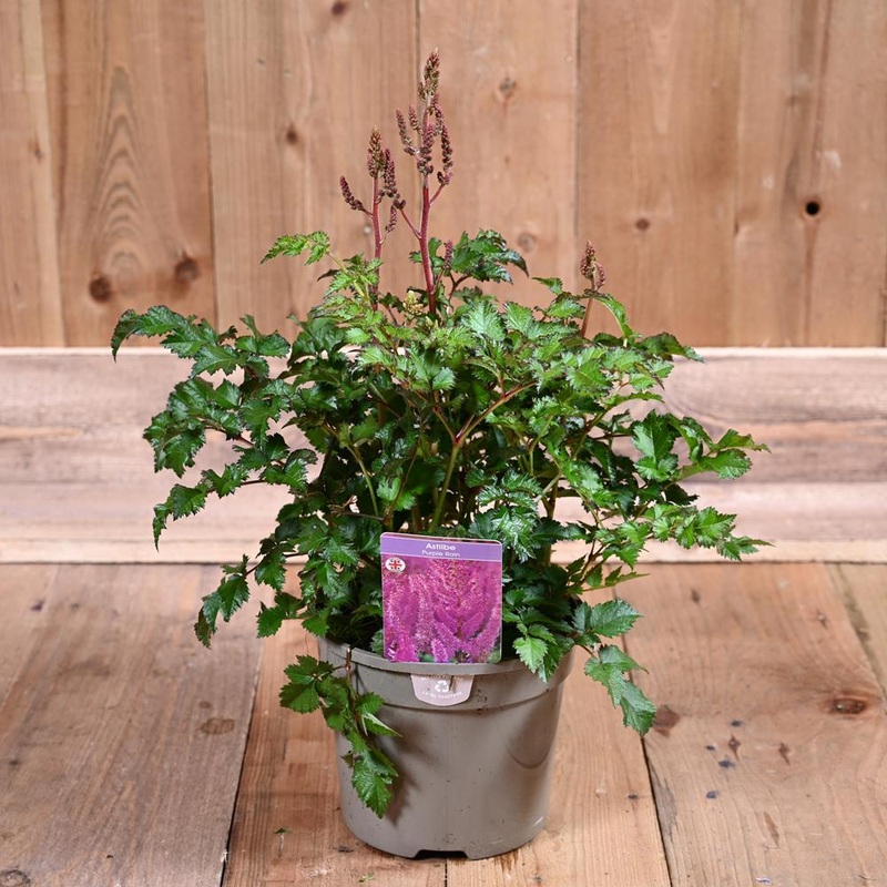 Astilbe Purple Rain 3 Litre