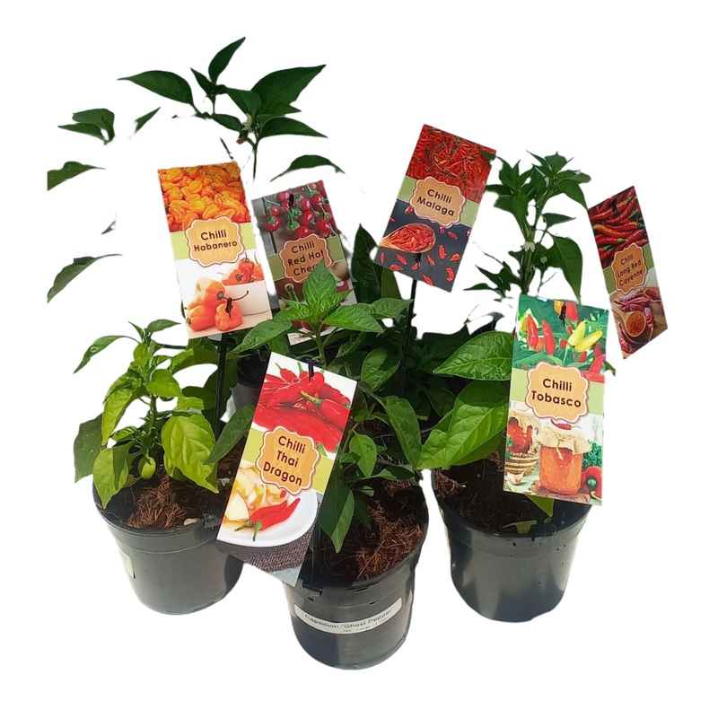 CHILLIE VARIETIES 15CM