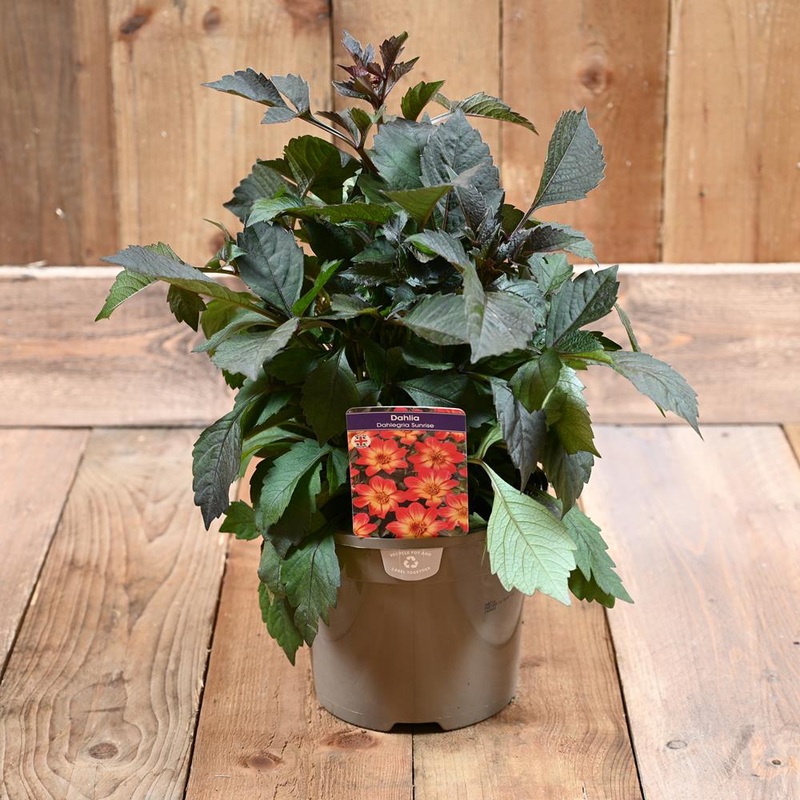 Dahlia Dahlegria Sunrise 3L