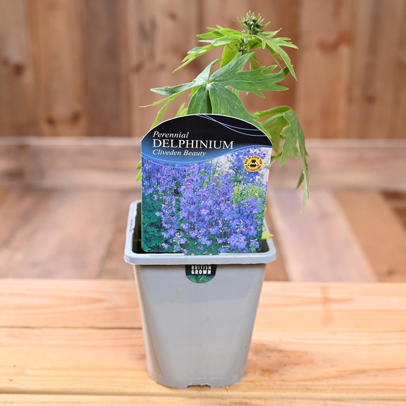 Delphinium Belladonna Cliveden