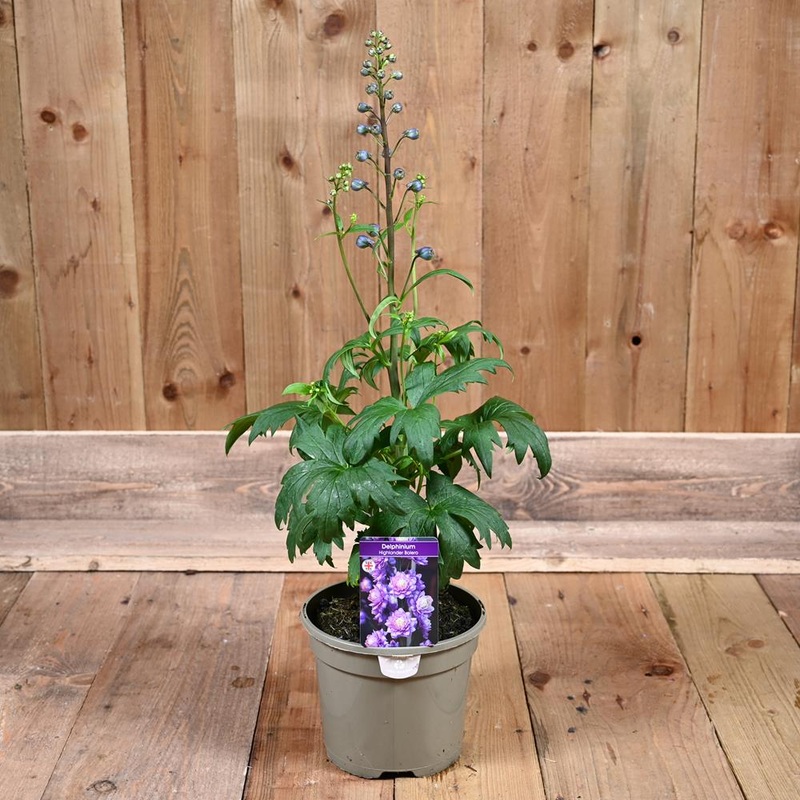 Delphinium Highlander Bolero 3L