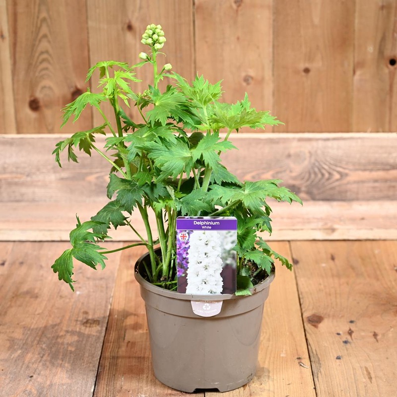 Delphinium Pure White 3L