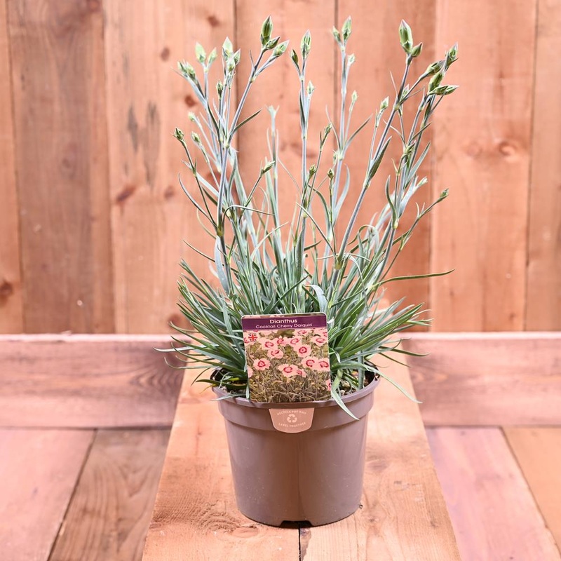 Dianthus Cherry Daiquiri 2L