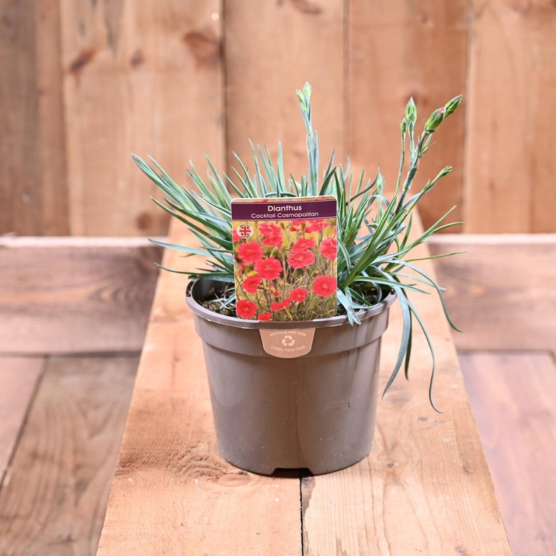 Dianthus Cosmopolitan 2 L