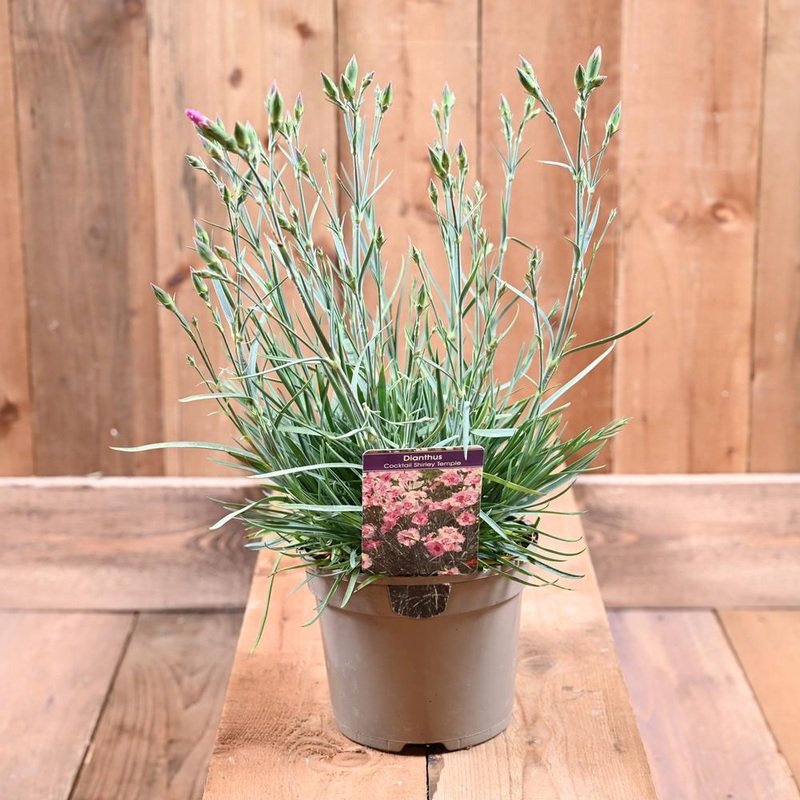 Dianthus Shirley Temple 2L