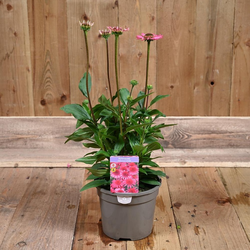 Echinacea Delicious Candy 3 Litre