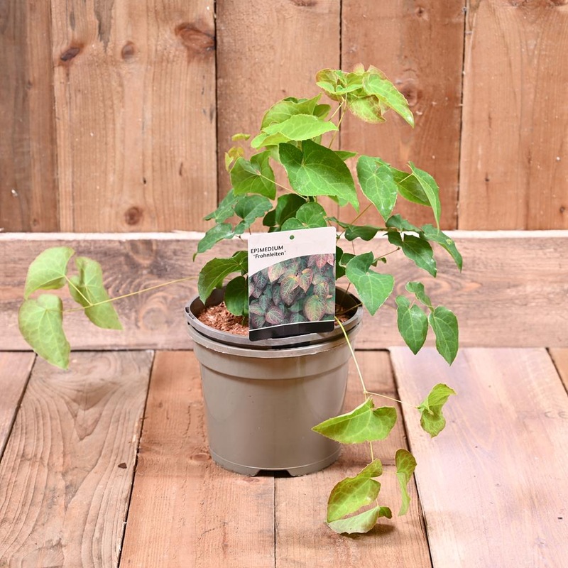Epimedium Frohnleiten 3L