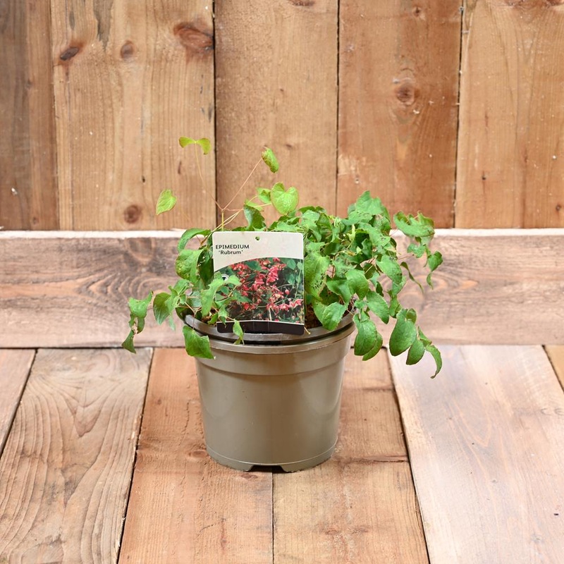 Epimedium Rubrum 3L
