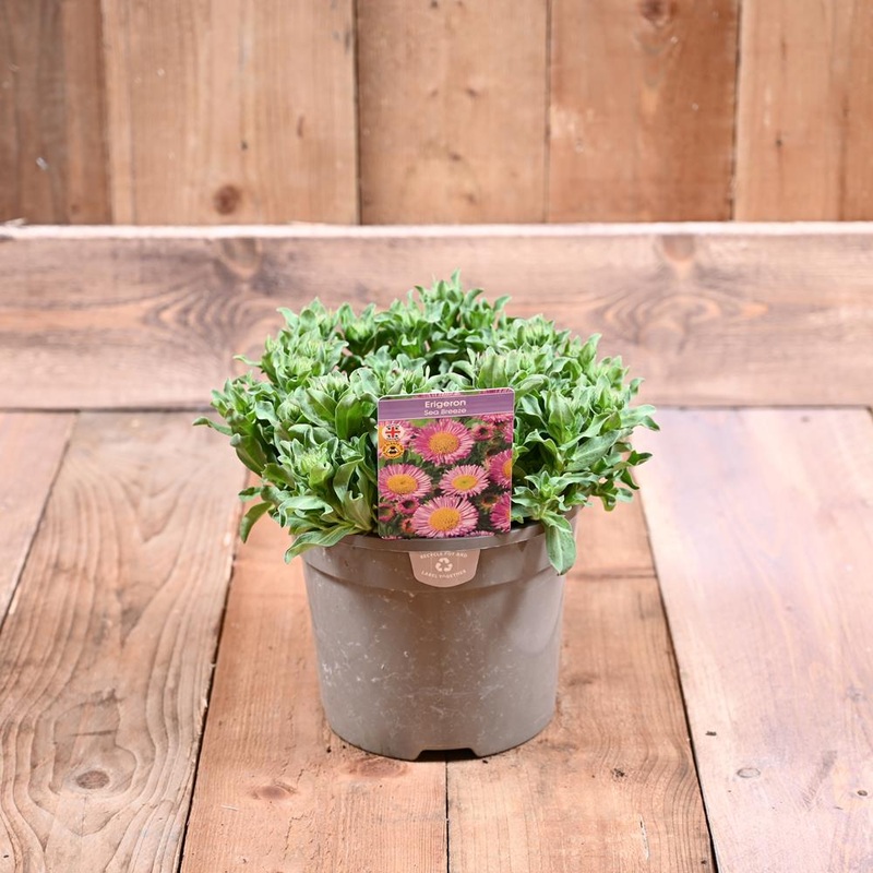 Erigeron Sea Breeze 3L