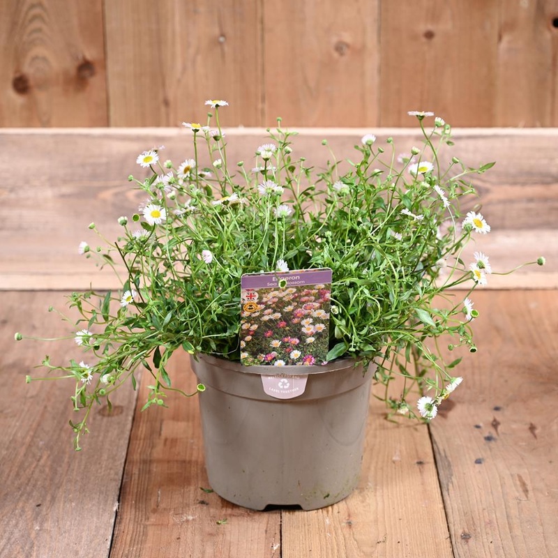 Erigeron Sea Of Blossom 3L