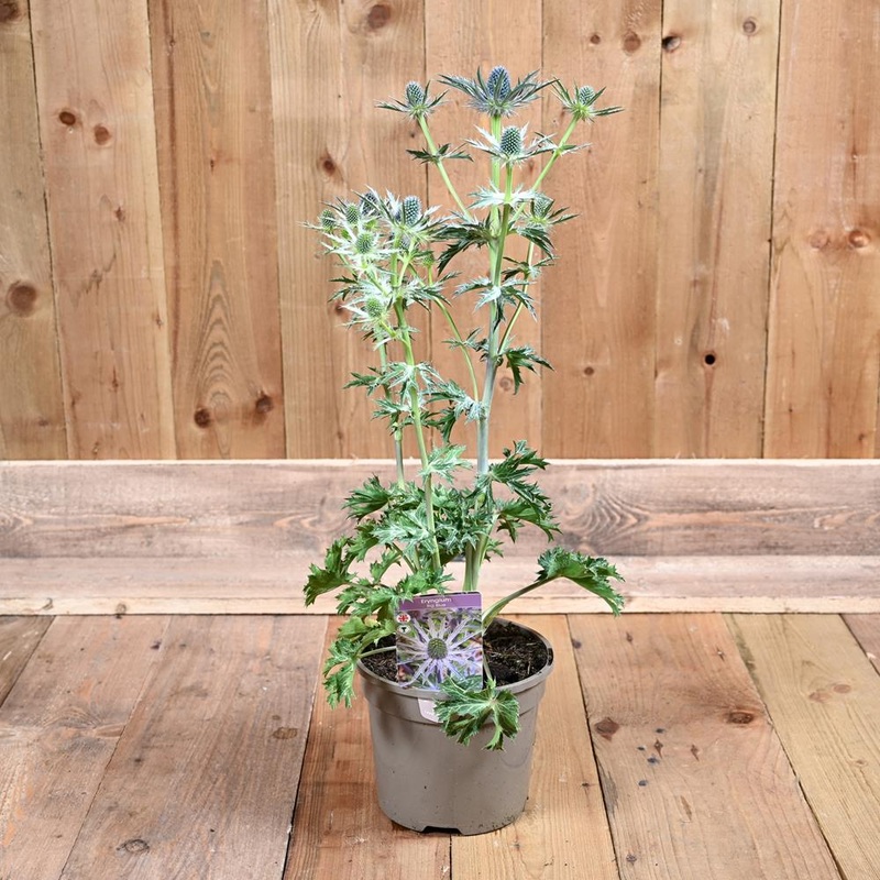 Eryngium Big Blue 3 Litre