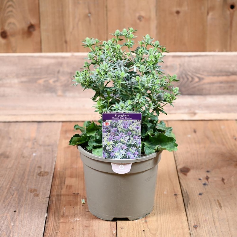 Eryngium Magical Blue Globe 3 Litre