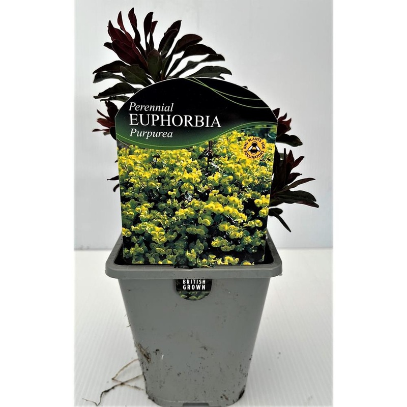 Euphorbia Amygdaloides Purpurea 1L