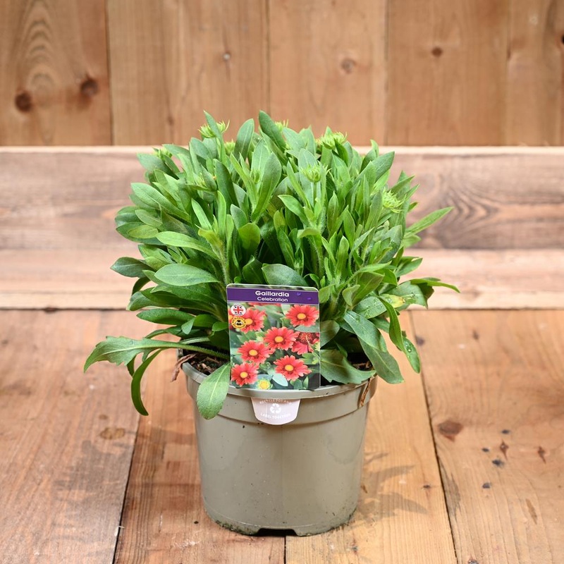 Gaillardia Celebrations 3L