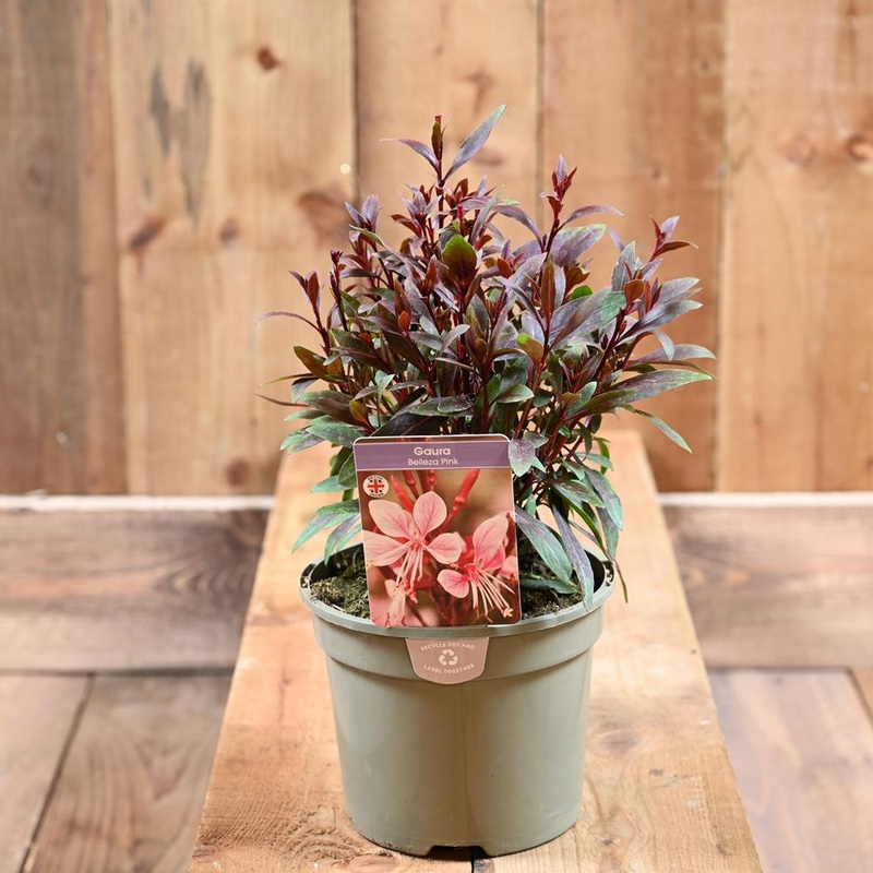 Gaura Belleza Pink 2L