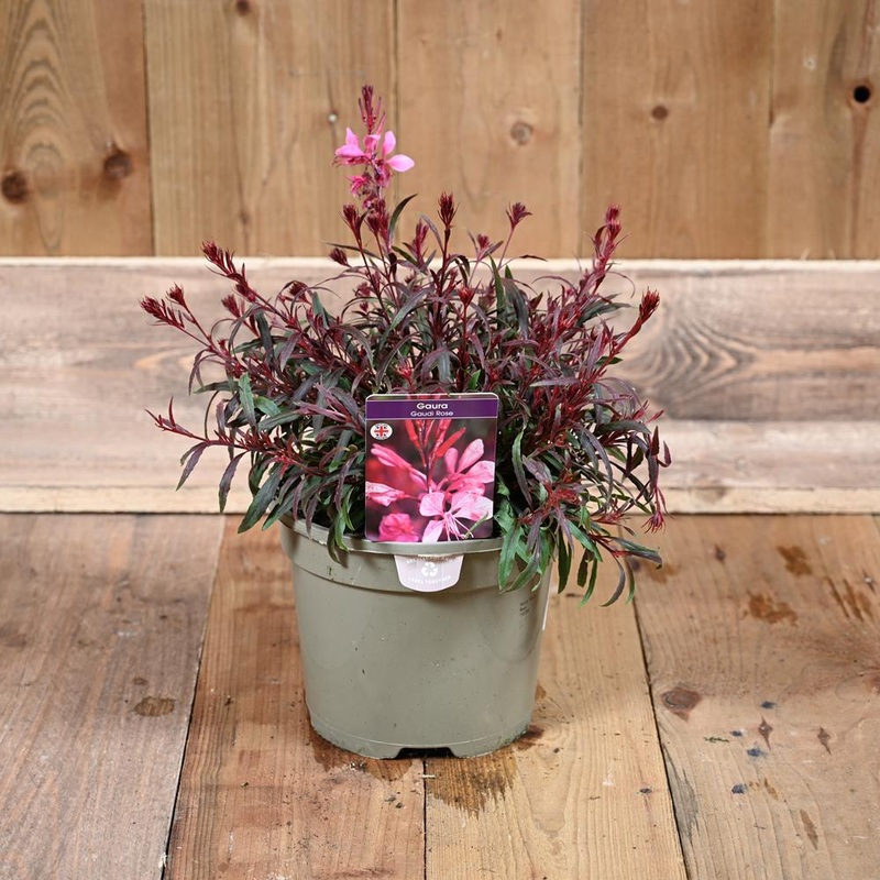 Gaura Gaudi Rose 3L