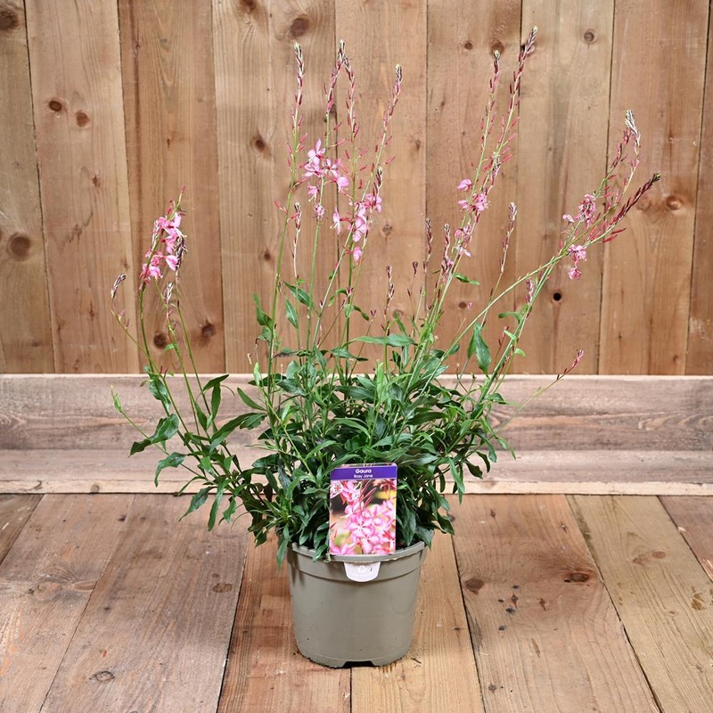 Gaura Rosy Jane 3L