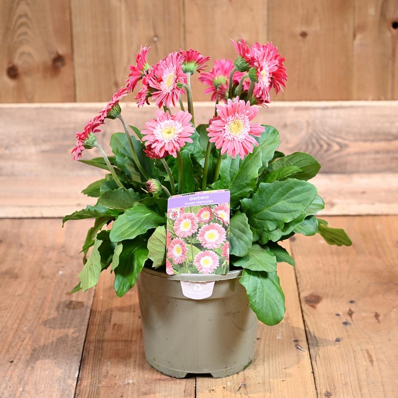 Gerbera Sweet Memories (Soft Pink) 3L