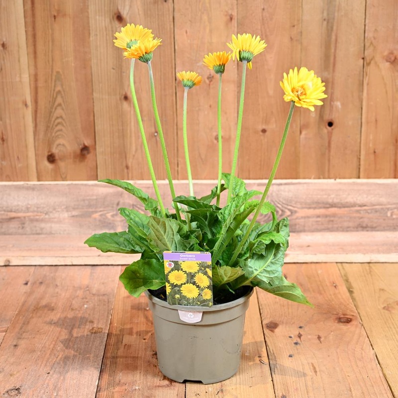 Gerbera Sweet Smile (Golden Yellow) 3L