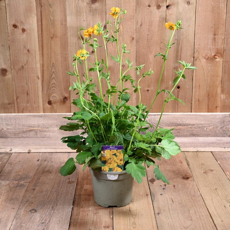 Geum Lady Stratheden 3 Litre