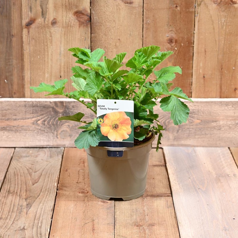 Geum Totally Tangerine 3l