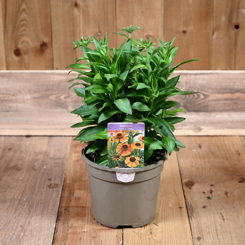 Helenium Short n Sassy 3L