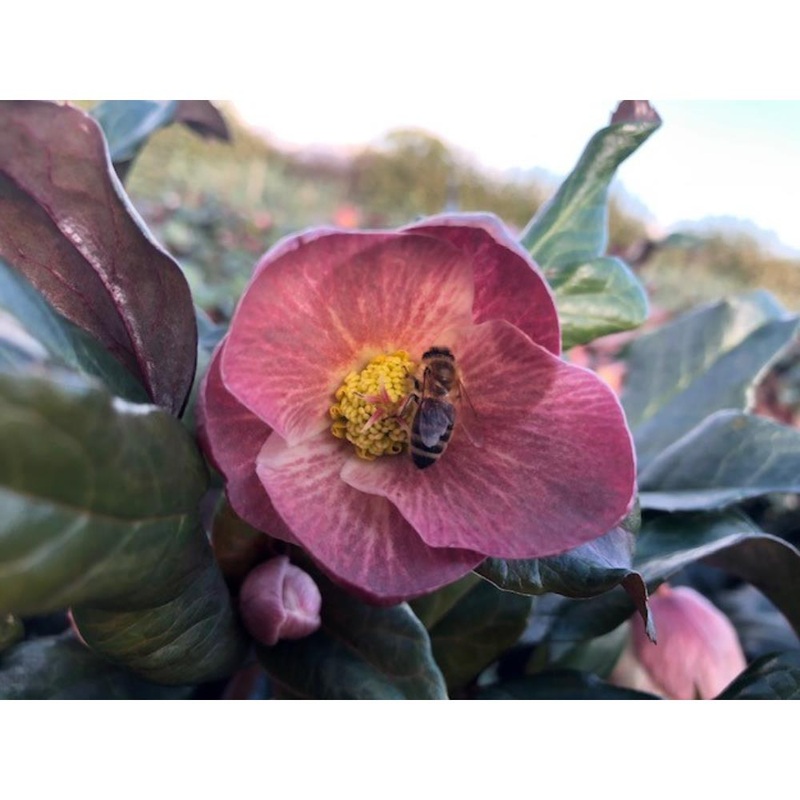 Helleborus 4.5L Pot Ice N’ Roses Red